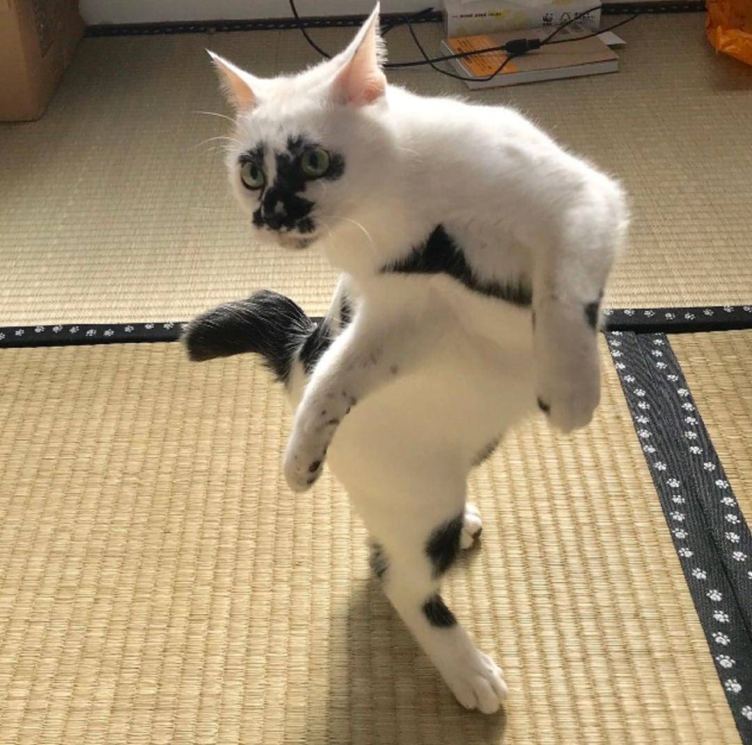 猫咪怎么样会蹭脸 ce5dbdd433e647e784217750d267bb2c.jpeg