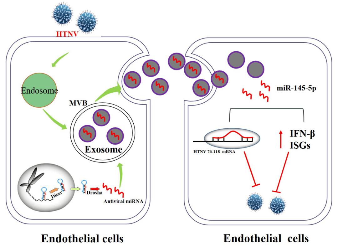 病毒学国家重点实验室侯炜研究组在内皮细胞源外泌体抗汉坦病毒研究