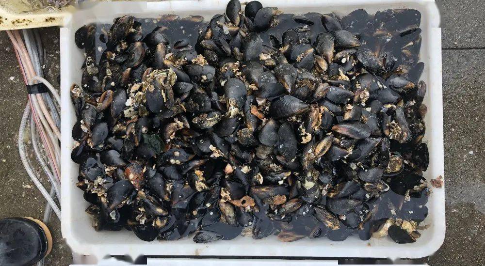 螃蟹|威海海鲜价格这样，快吃起来国庆假期