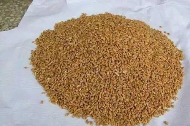 人生|大草鱼难钓到怀疑人生？其实只要用好这5种饵就好