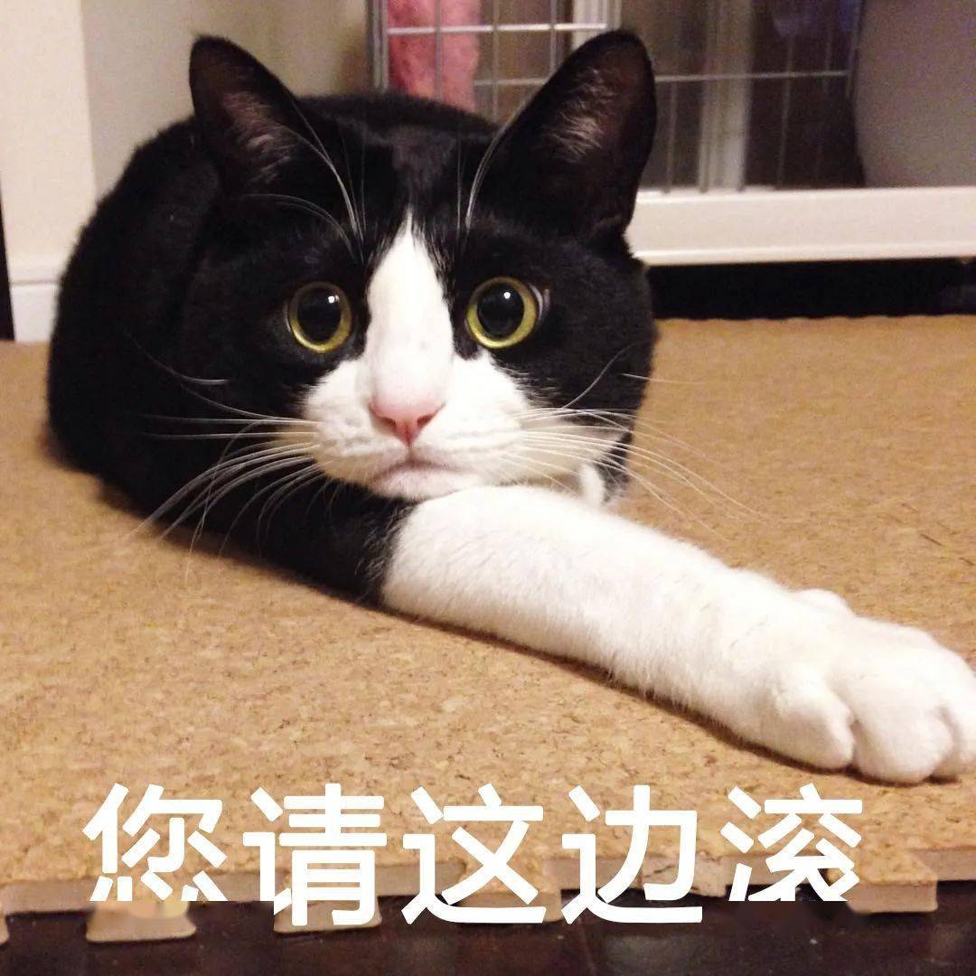 我怀疑这只猫是奶奶带大的