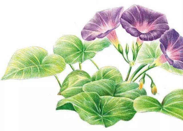 彩铅花卉植物手绘临摹素材 彩铅花卉步骤