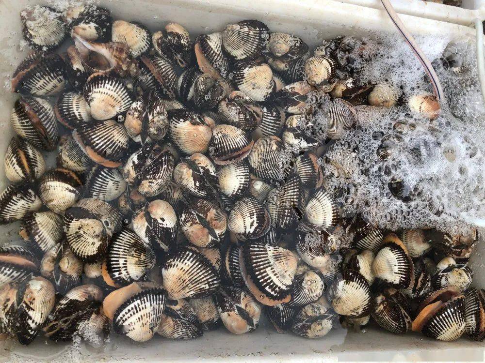 螃蟹|威海海鲜价格这样，快吃起来国庆假期