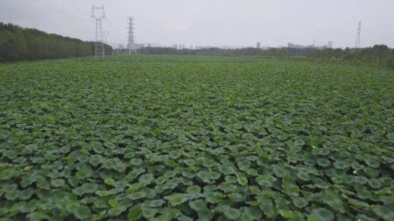 浦南镇gdp_海州区浦南镇徐飞