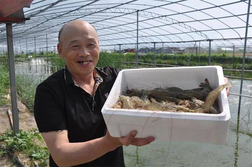 致富经养虾_养牛羊致富故事_2017农村养什么致富快