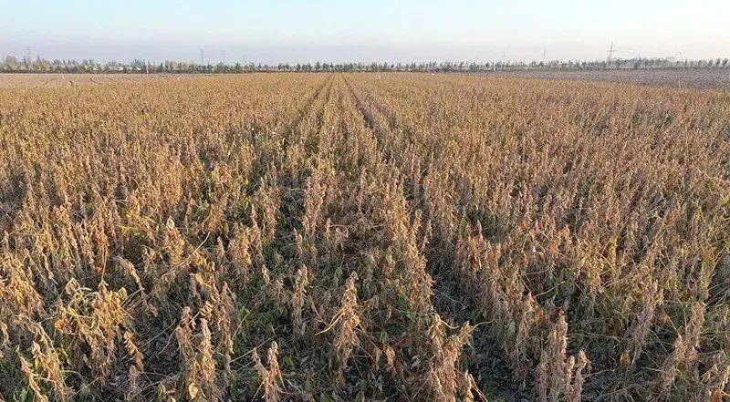 新疆大豆亩产突破450公斤,创全国大豆高产新纪录!