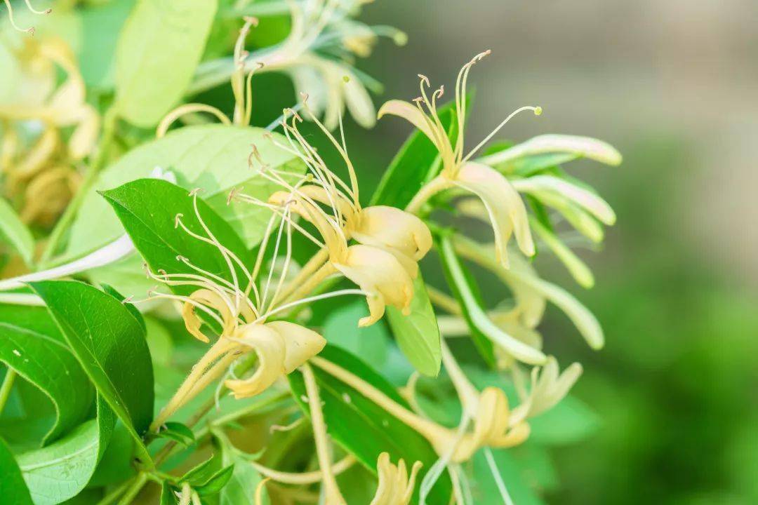 【泉盛昌大药房】金银花的功效有哪些?这十大妙用要记住了