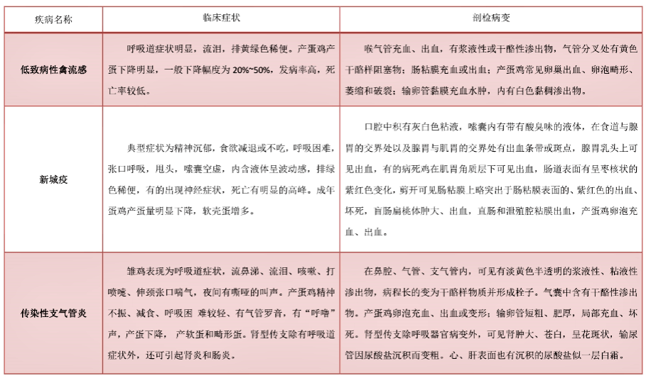 秋冬季节,气温逐渐降低,家禽常见呼吸道疾病有哪些?