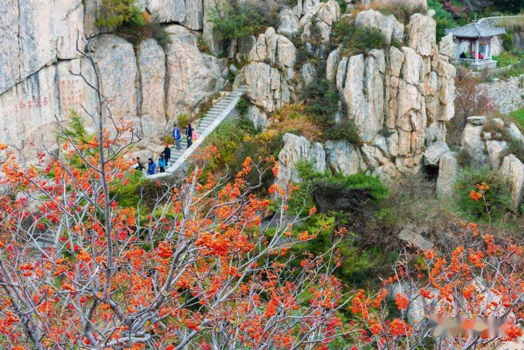 致秋天的泰山花楸
