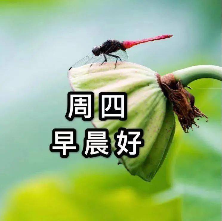 10月8日周四寒露清晨早上好问候祝福动态表情图片 寒露最新早安问候