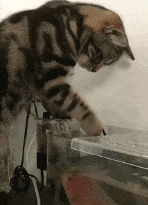 猫咪想喝鱼汤,没想到鱼竟然这么凶