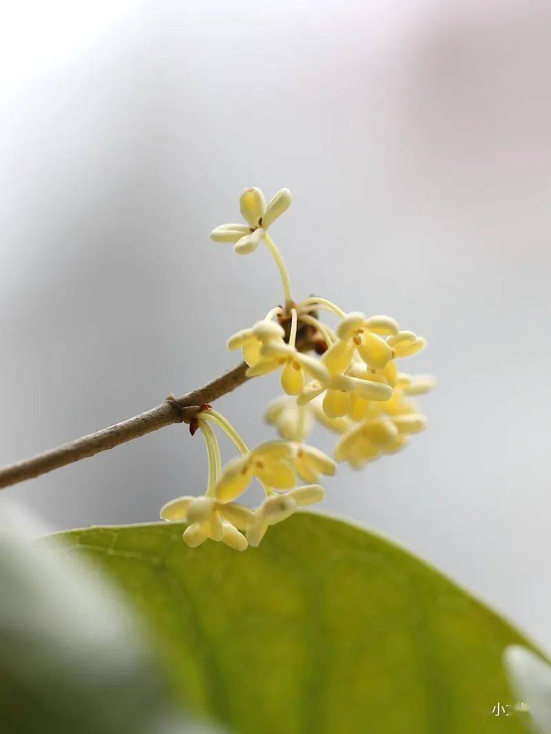 路人闻芳何处来,秋雨不压桂花香