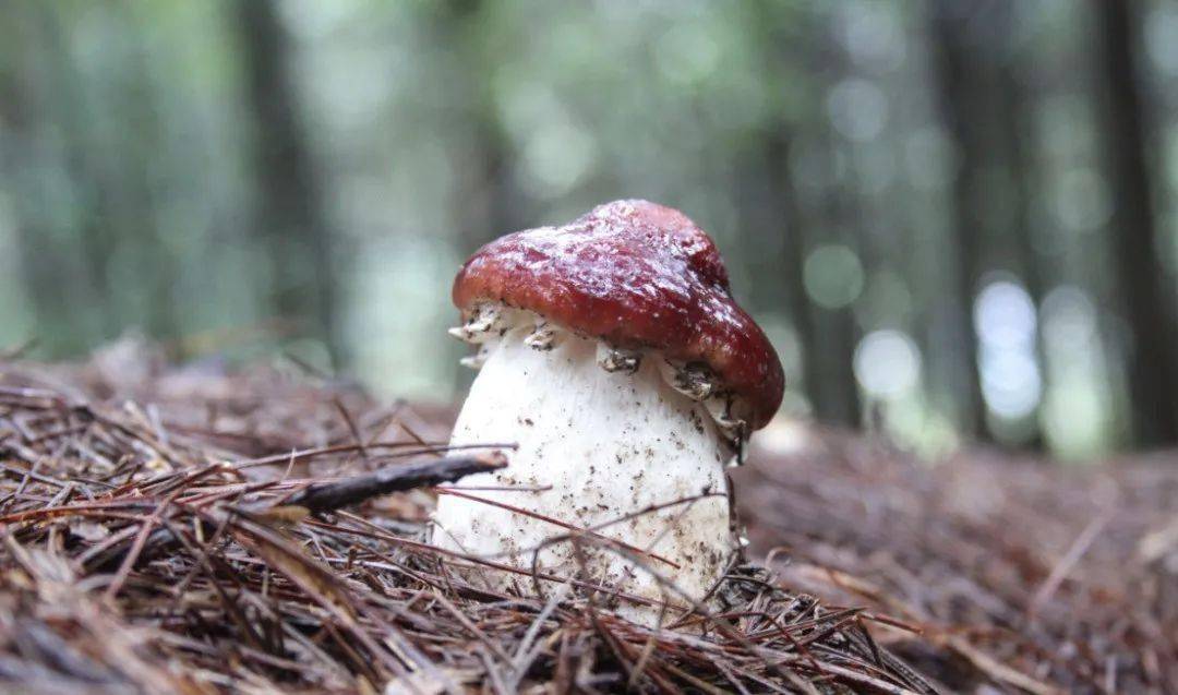 【县区】鹿池赤松茸,俏市得很