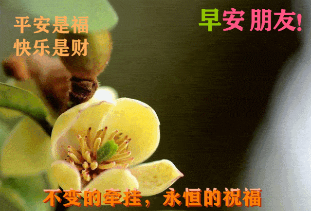 微信最好听的早安问候祝福短信 最好看的早安鲜花图片