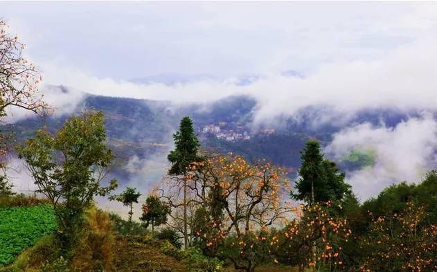 唐人段|柿子红了！柿柿如意！