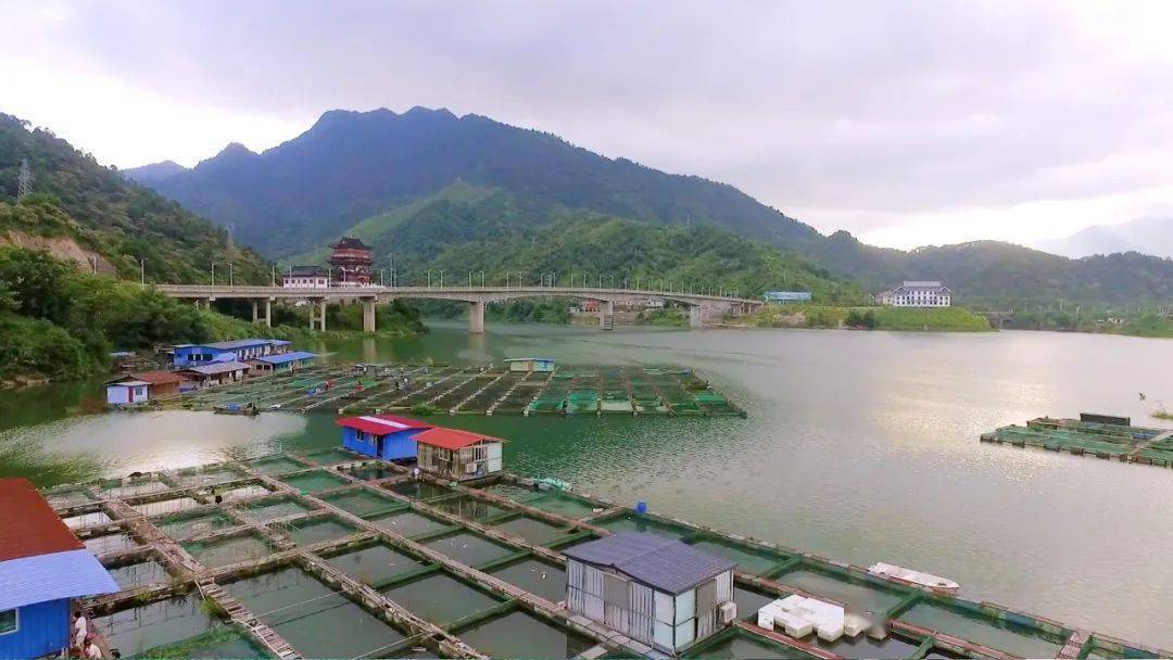 风光迷人高空俯瞰昭平桂江生态鱼养殖基地这地方你来过吗