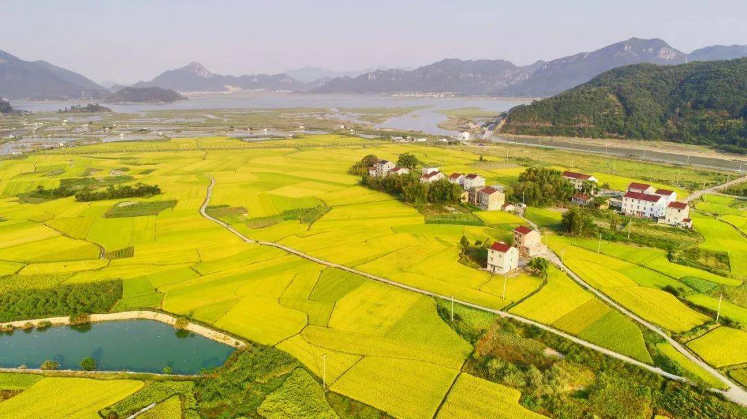 秋风起,金黄稻田绝美上线,平原稻田 高山梯田等你来赏