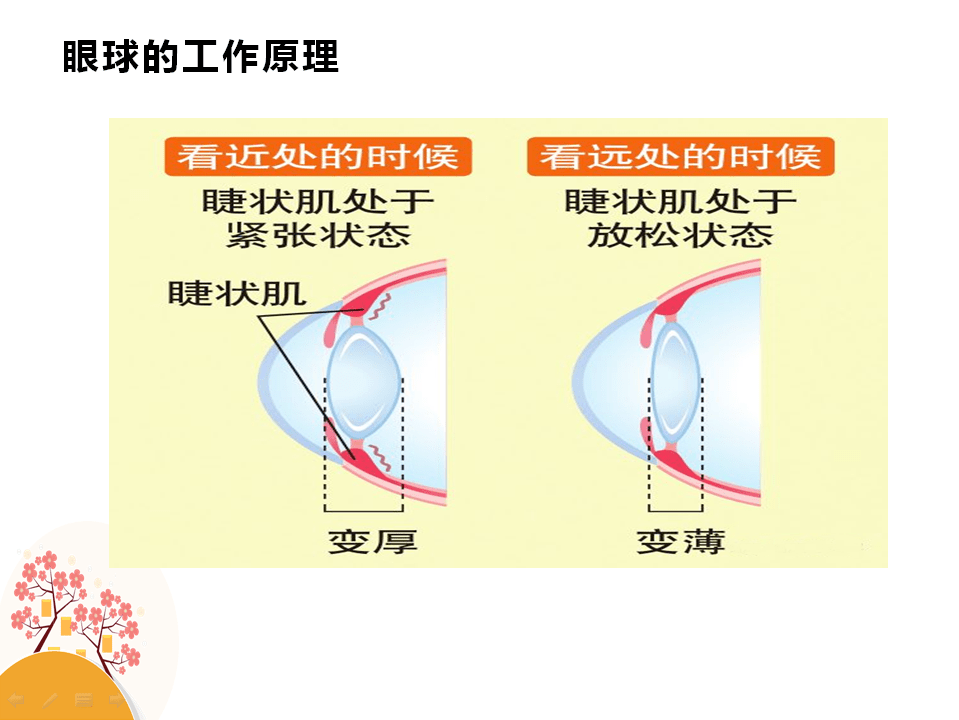 外界物体反射的光线经过眼屈光系统折射后汇聚到人眼球的后极部,正好