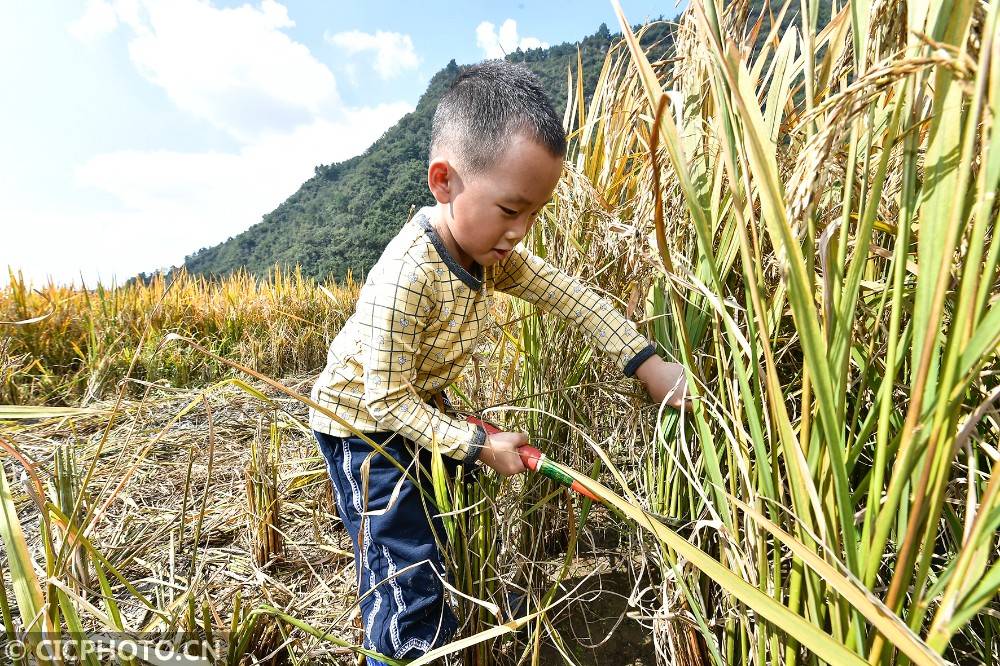 实验幼儿园|湖南张家界：劳动实践 助力成长