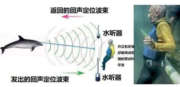 他们训练了一头半圈养的雌性瓶鼻海豚,让它对一系列物体发射声呐声波