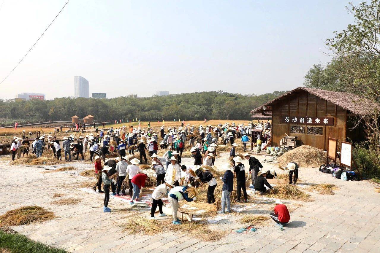 唐羽|割稻、脱粒、挖苕……武大学生化身“农夫”干活儿忙