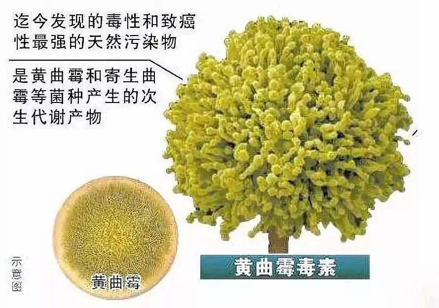 【食品安全】一则黄曲霉中毒事件，警醒我们什么？食物 