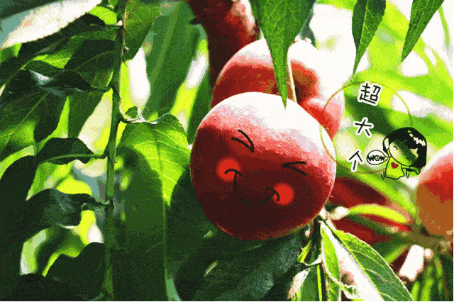 采摘正当时|百亩鲜桃,香甜葡萄…菏泽初秋水果丰收季