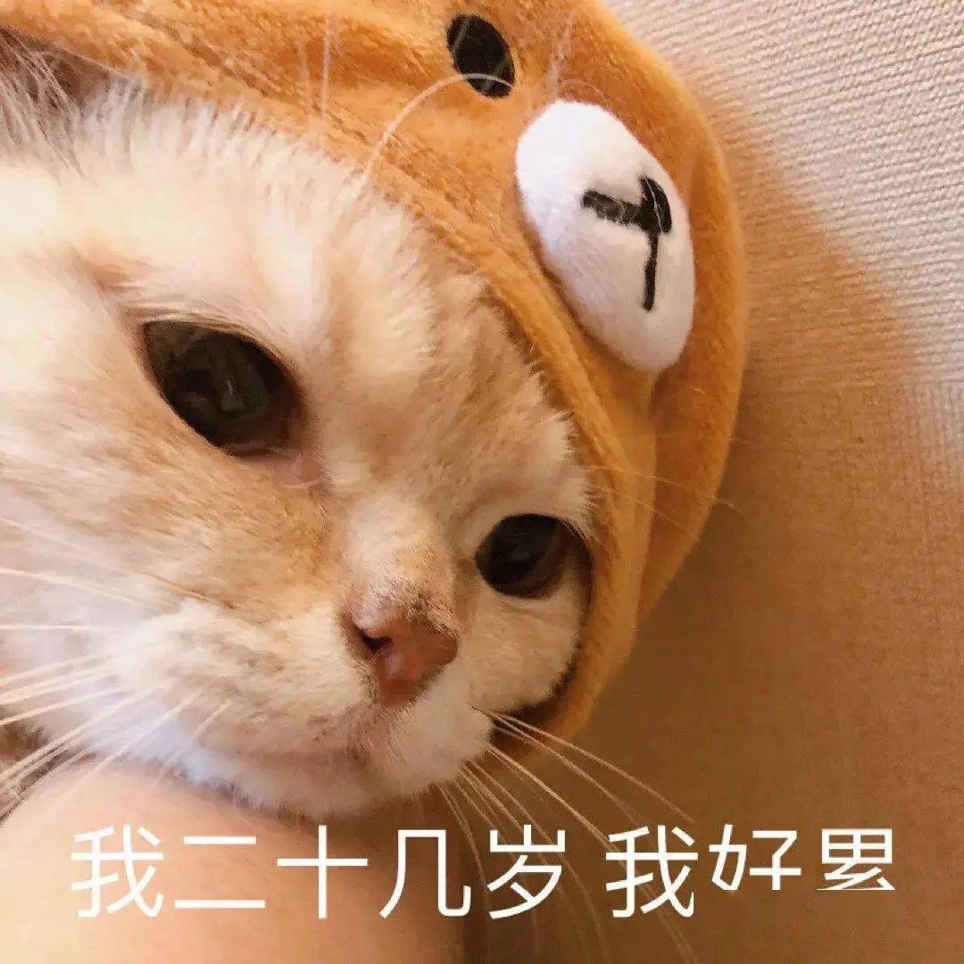 沙雕橘猫表情包拿走拿走别客气