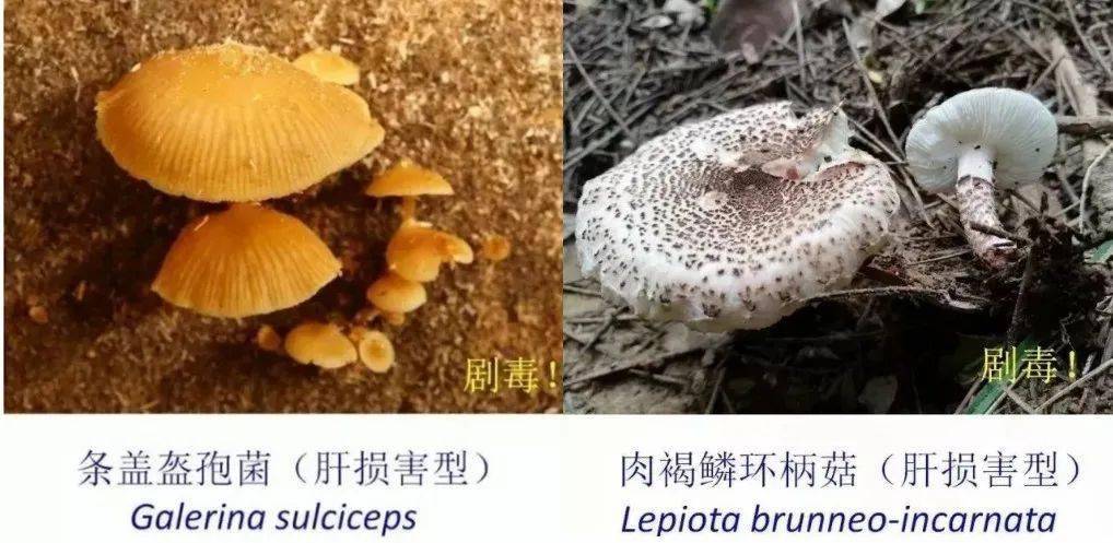 代表种类:致命鹅膏,黄盖鹅膏,灰花纹鹅膏,秋生盔孢伞,褐鳞环柄菇(褐鳞