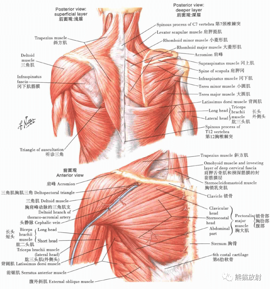 解剖丨上肢(锁骨,肩关节,肩袖,上臂肌群,臂丛)
