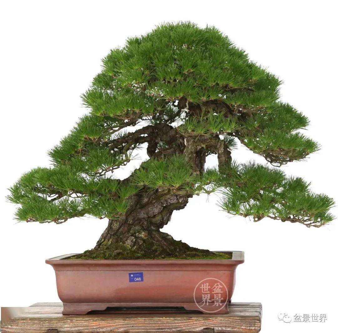 盆景排名_榕树盆景