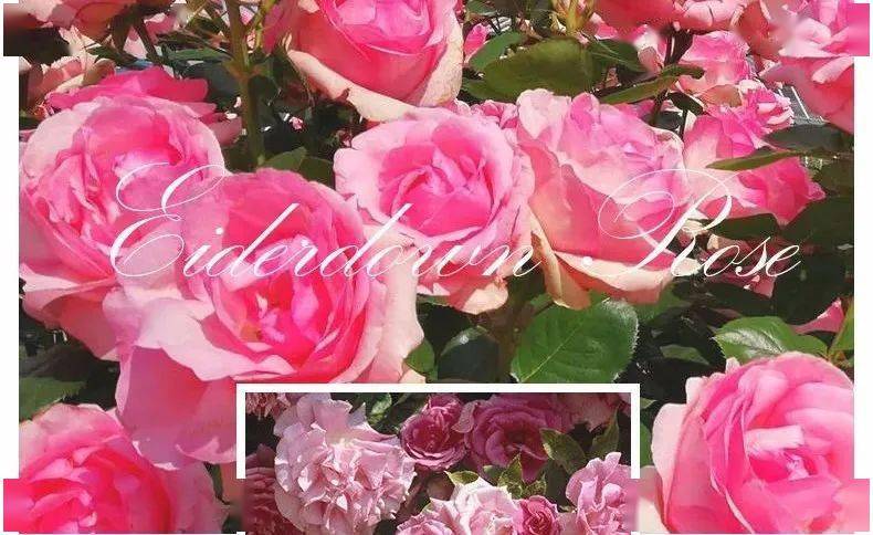 Kidston|刘涛戴400万珠宝、5年还3亿买豪宅，却被嘲不配、手糙得像砂纸？