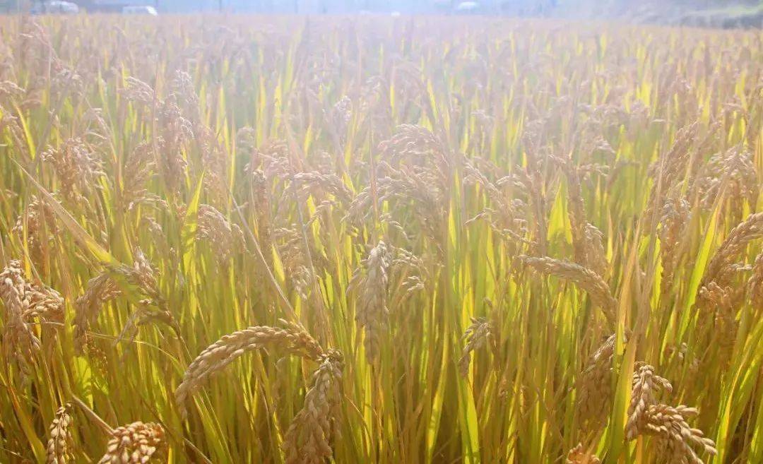 梦境的隐喻，解析梦见妈妈家的稻田里稻谷被掩埋的深层含义