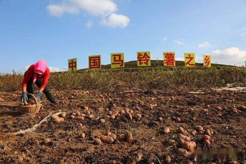 航拍西吉挖洋芋现场这么大的摊场你见过吗