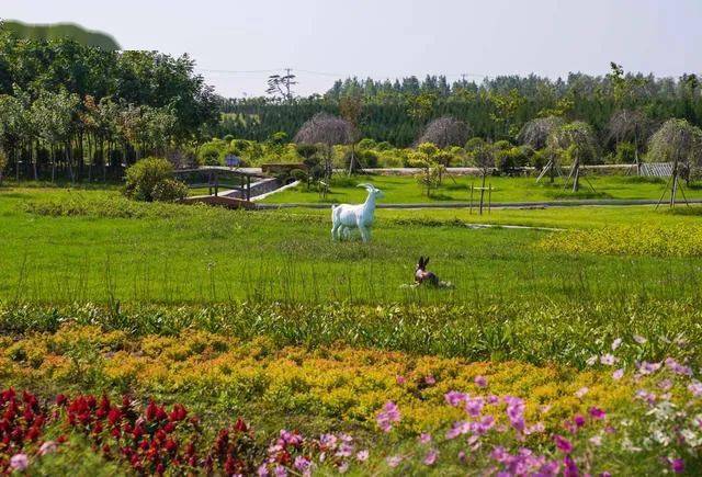 9月6日拍摄的长春市九台区清水村千亩苗木花卉休闲旅游观光产业园区