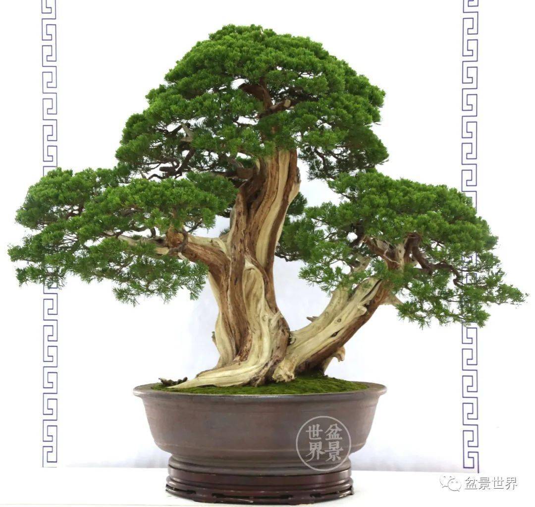 排名盆景_日本盆景品种排名