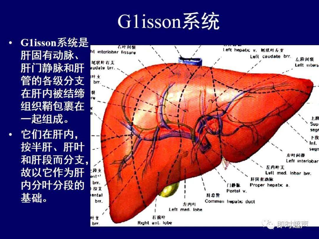 肝脏胆道系统解剖