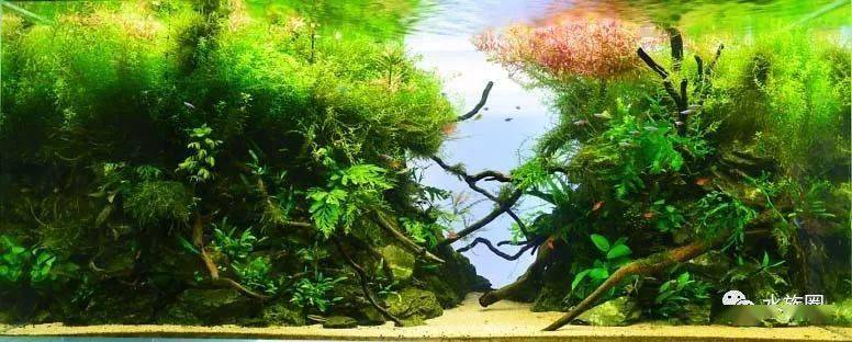 美凤莫斯moss,草缸中的精灵,这里有关于moss你想要了解的一切!