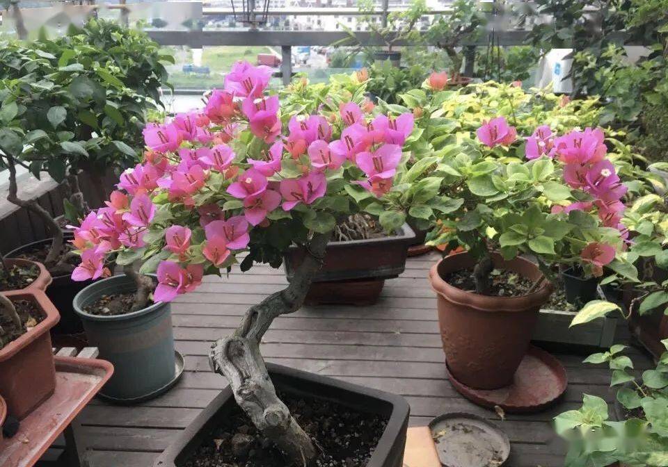 精品三角梅老桩盆栽盆景 9746ff53b73747628a596d6c065ebecc.jpeg