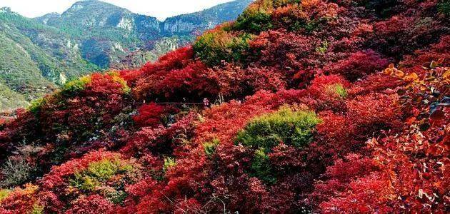 阳光假日青州最美红叶景区天赐山一日游