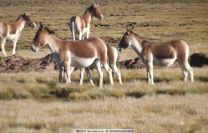 它是马还是驴野生驴中体型最大又叫野马的西藏野驴在新疆