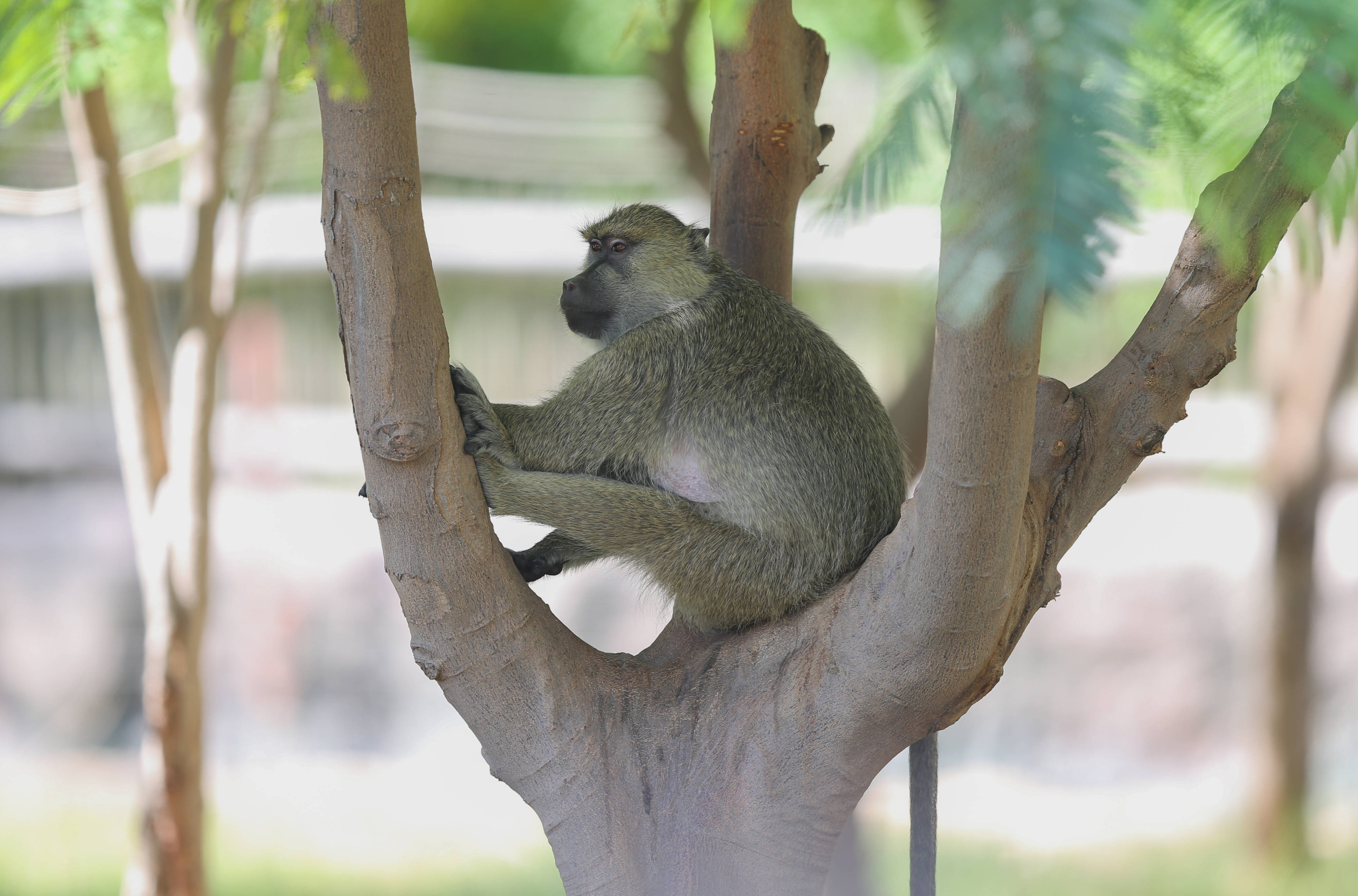 狒狒动物园第一集 43f01671c45d4d899a3344b0a3b58952.jpeg