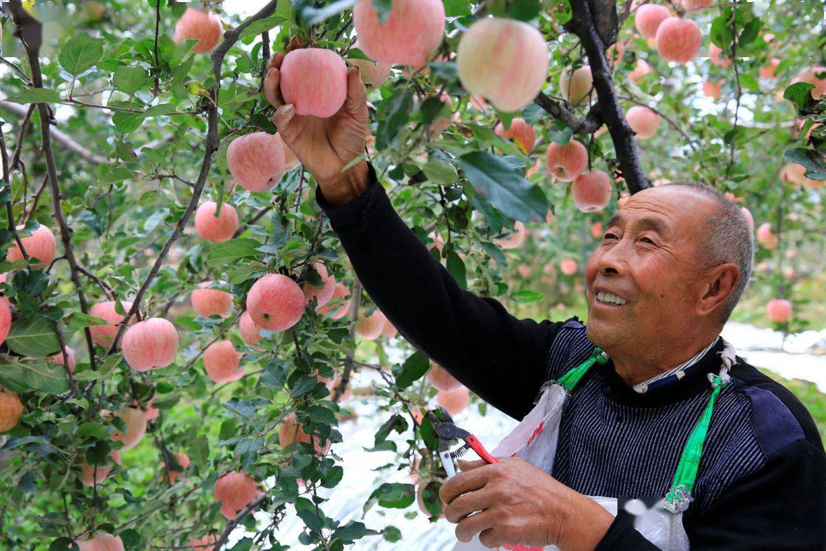 果农喜摘丰收果_苹果