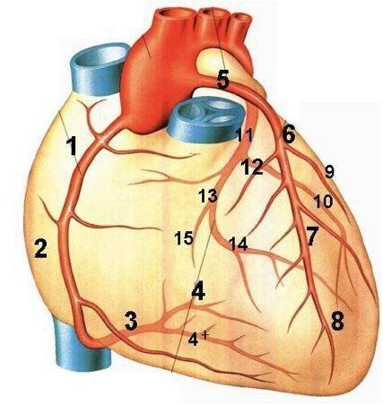 心血管系统的正常解剖和疾病 包括心脏,动脉,毛细血管,静脉 (点击