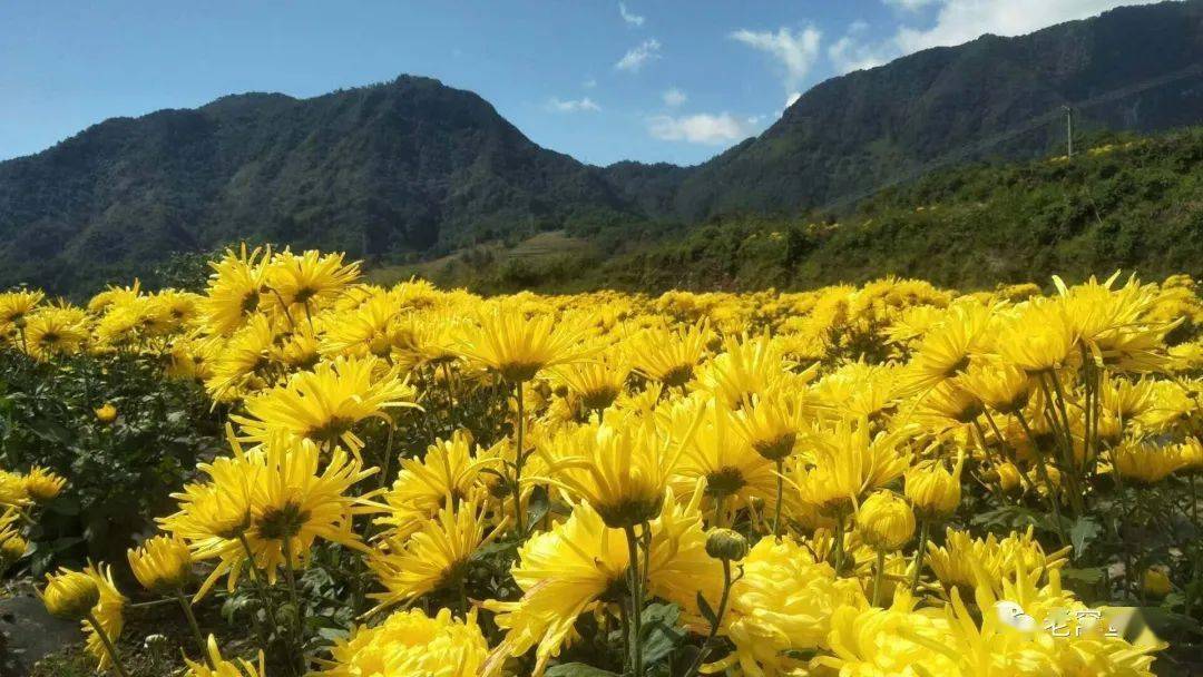 在这里您可以领略各种菊花争奇斗艳 还能品鉴清香的菊花茶快来老窝感受“