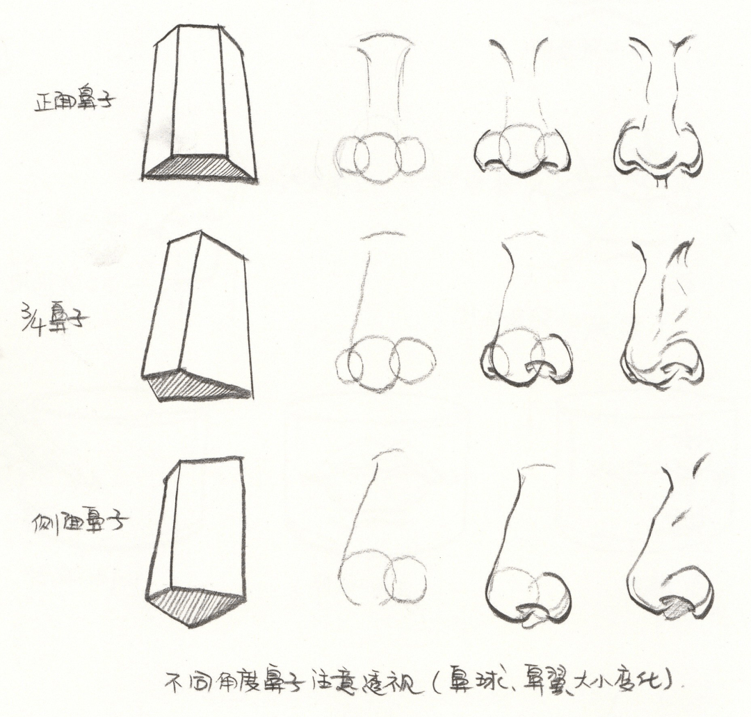 干货分享 速写人物之头部骨骼,肌肉,五官的刻画表现