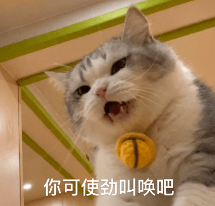 拖地猫表情包:醒醒,上号了!