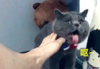 让猫咪闻自己的脚丫,不料被熏吐,主人看了忍不住大笑