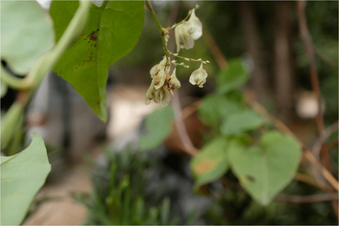 认识我们身边的药用植物_何首乌