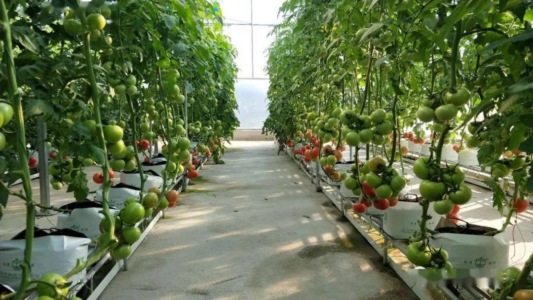 番茄无土栽培袋培技术研究